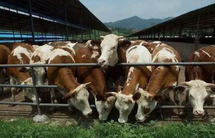 養(yǎng)殖污水處理設(shè)備是如何處理污水并實(shí)現(xiàn)排放達(dá)標(biāo)的？