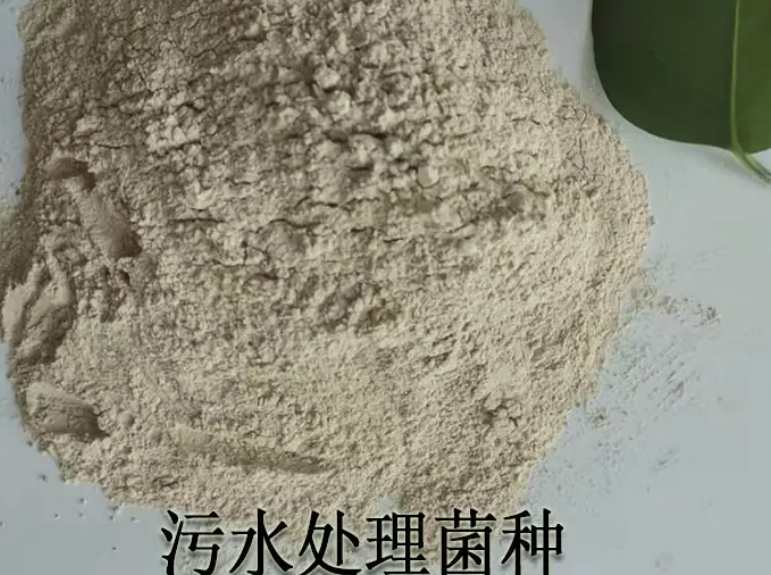 硝化菌種多少錢(硝化菌種原理及用途) 硝化菌種多少錢(硝化菌種原理及用途)